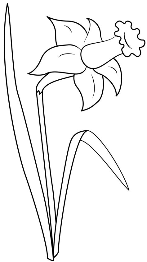 Daffodil Template Printable